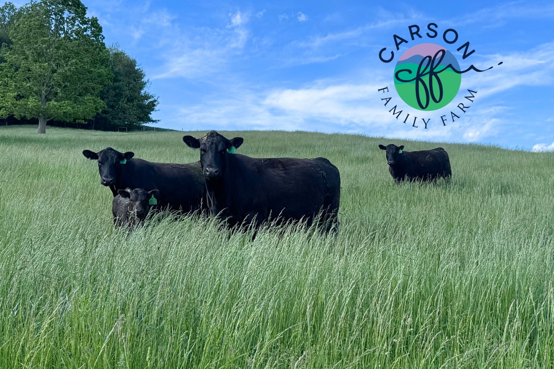 Carson Sweet Sweet Italian Sausage – Carson Family Farm